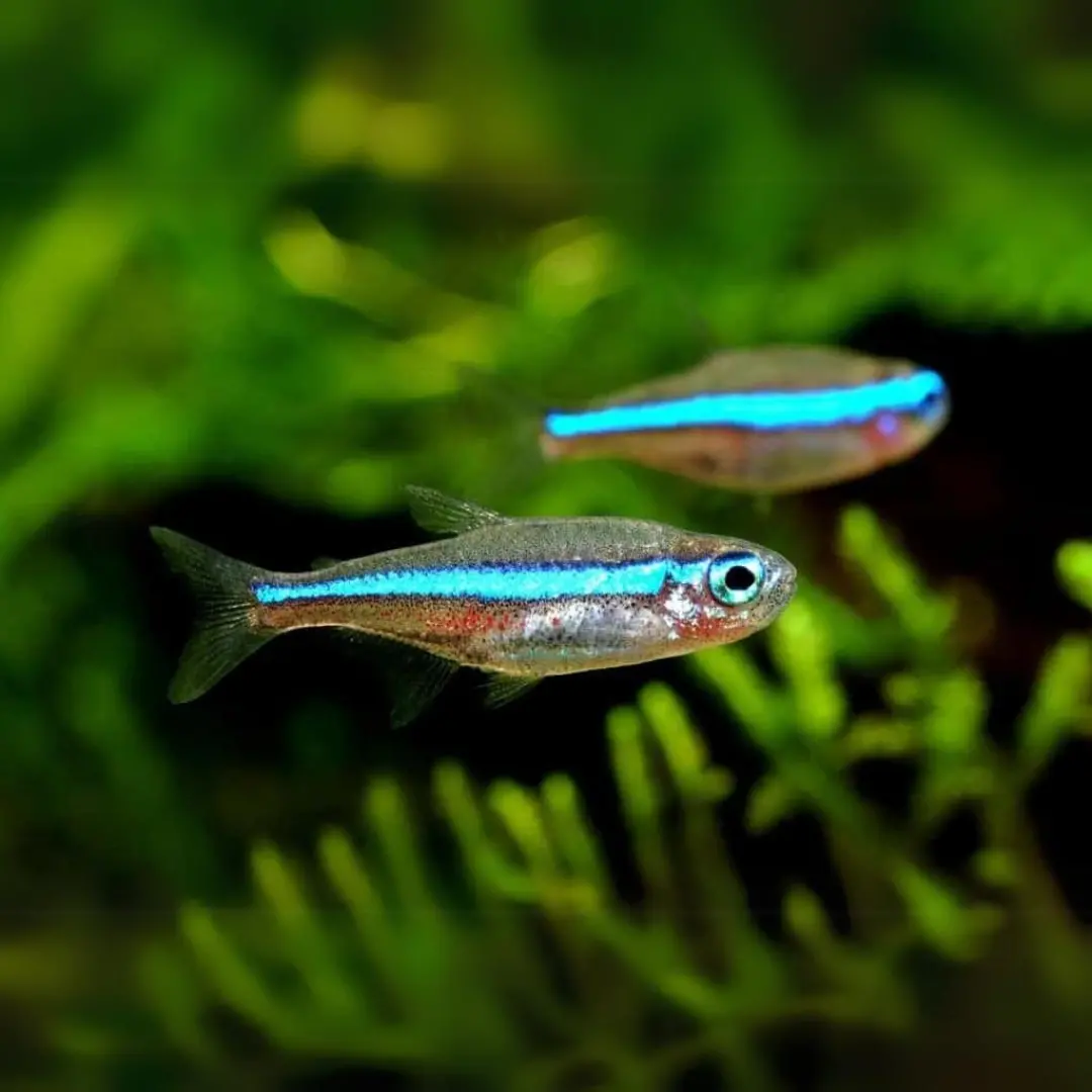 Live Fish Green Neon Tetra | Planted Tank Fish | Single 1