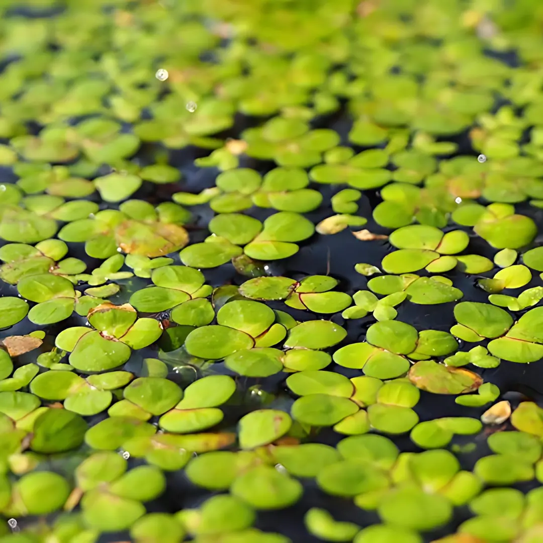 Duckweed | Oxygenating Floating | Live Plant 1