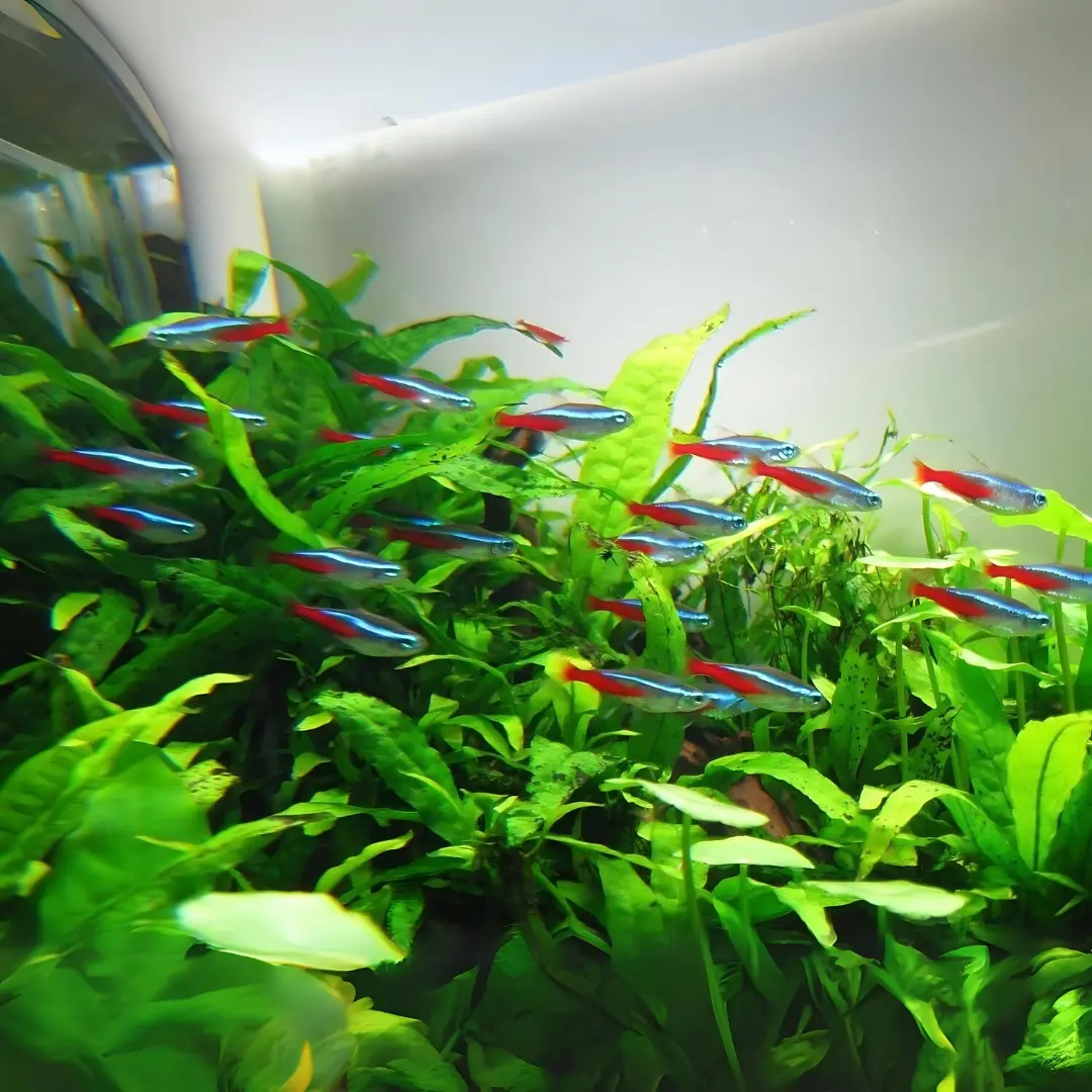 Live Fish Neon Tetra Planted Tank Fish Semi Adult - Single 1