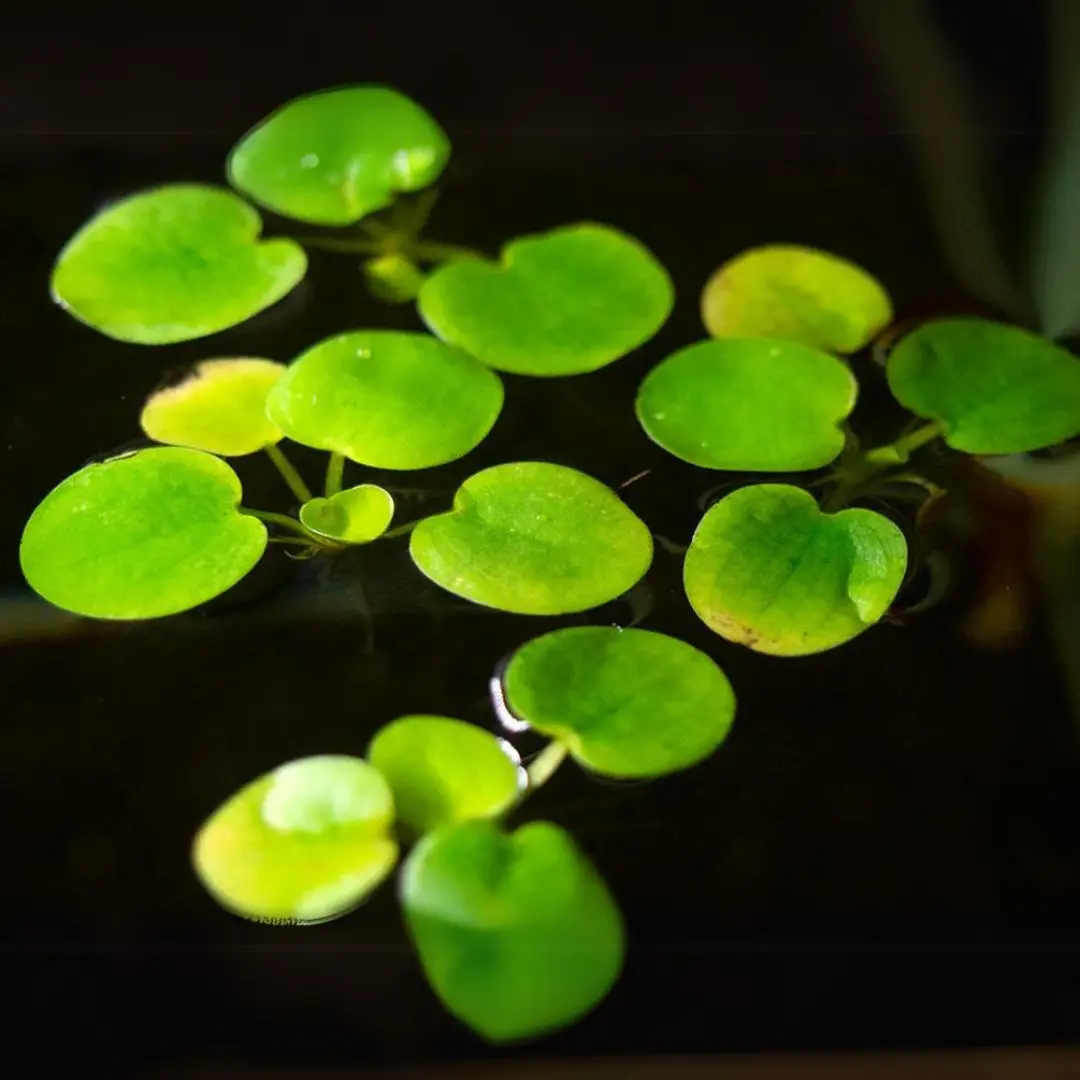 Frogbit Floating Plants (Pack Of 5) | Live Plant 1