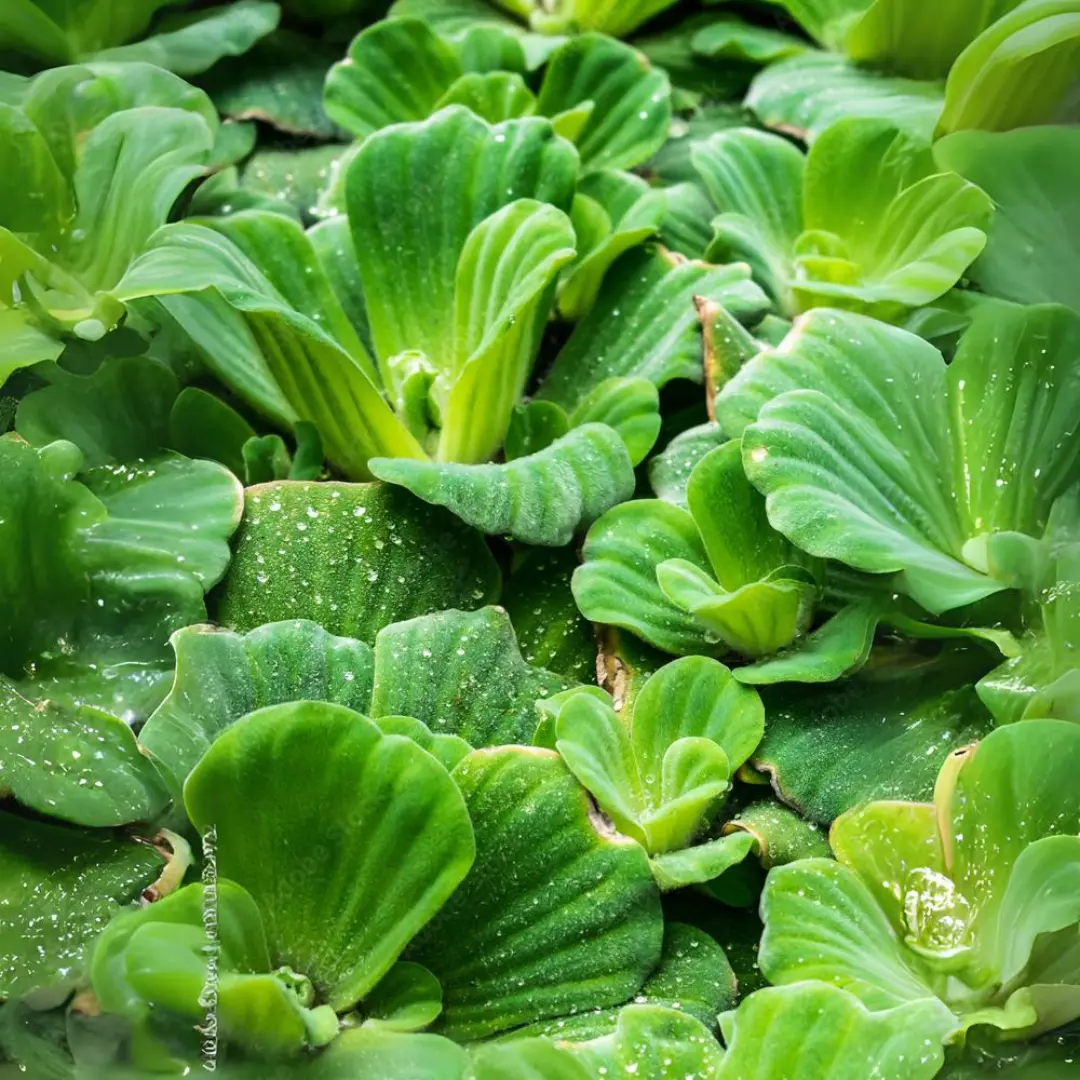 Water Lettuce - Water Cabbage Floating Plants (Pack Of 4) | Live Plant 1