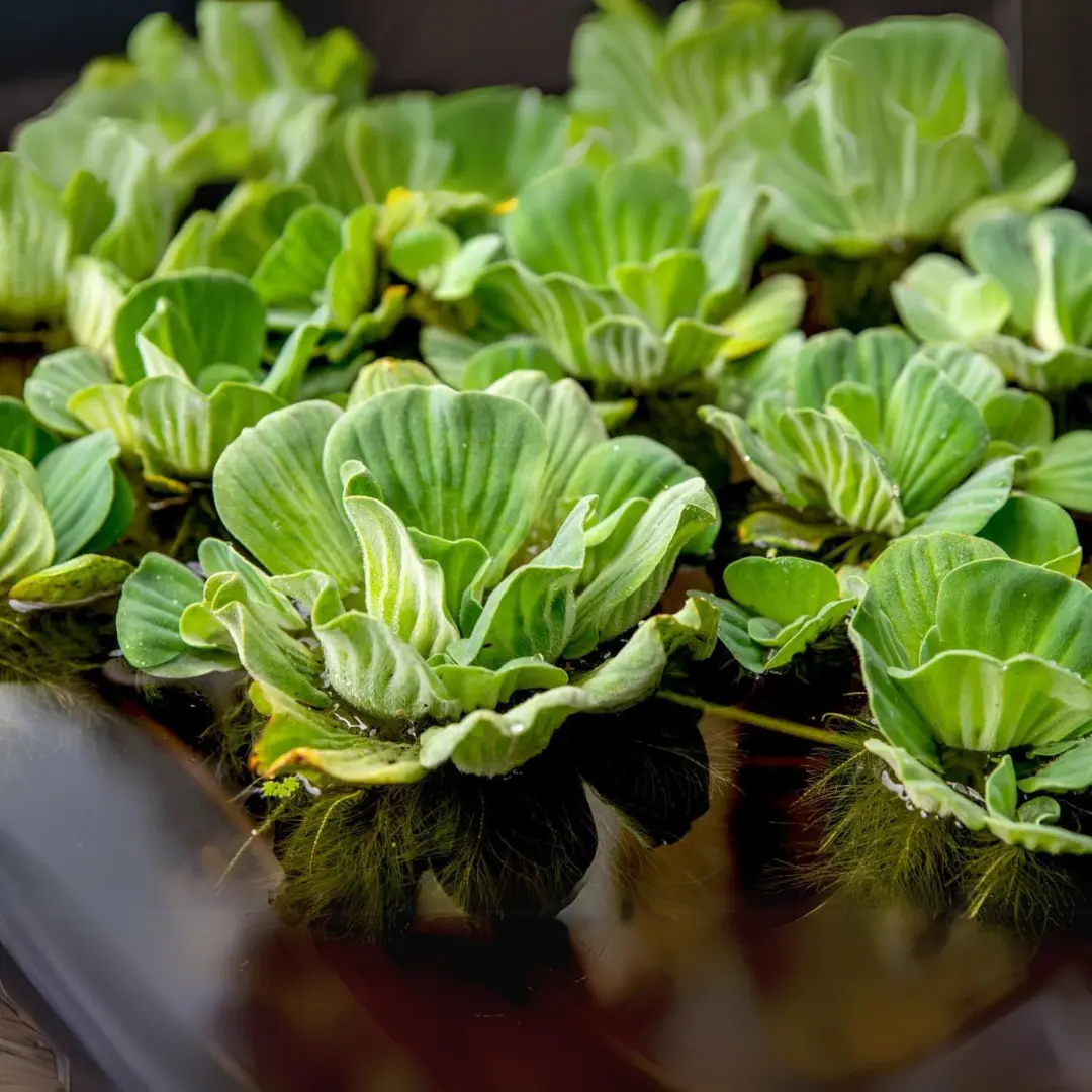 Water Lettuce - Water Cabbage Floating Plants (Pack Of 4) | Live Plant 2
