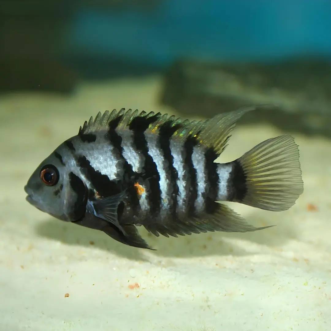 Live Fish Blue Convict Cichlid (3-4 Cms) | Single 1