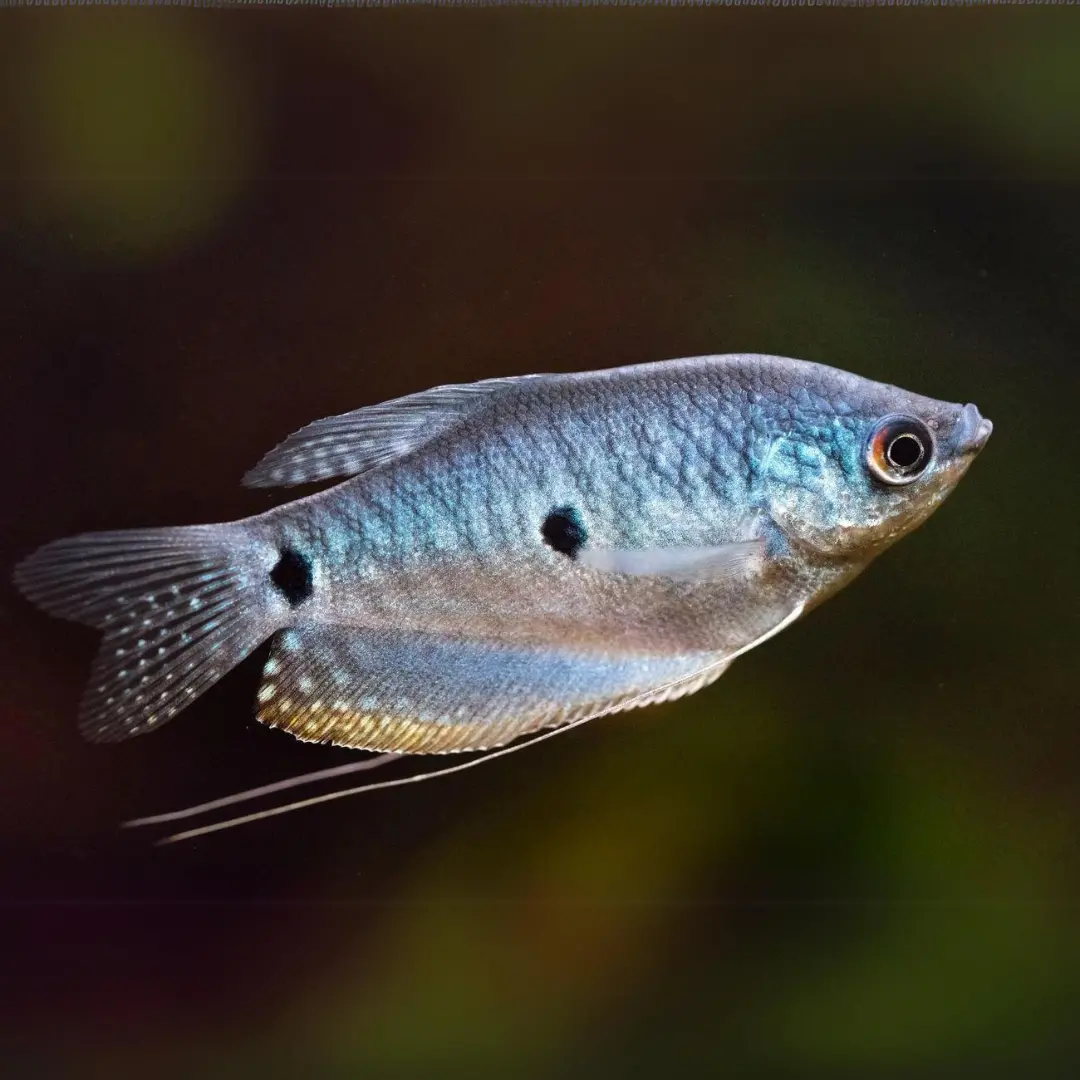 Live Fish Blue Gourami Fish - Semi Adult - Each 1