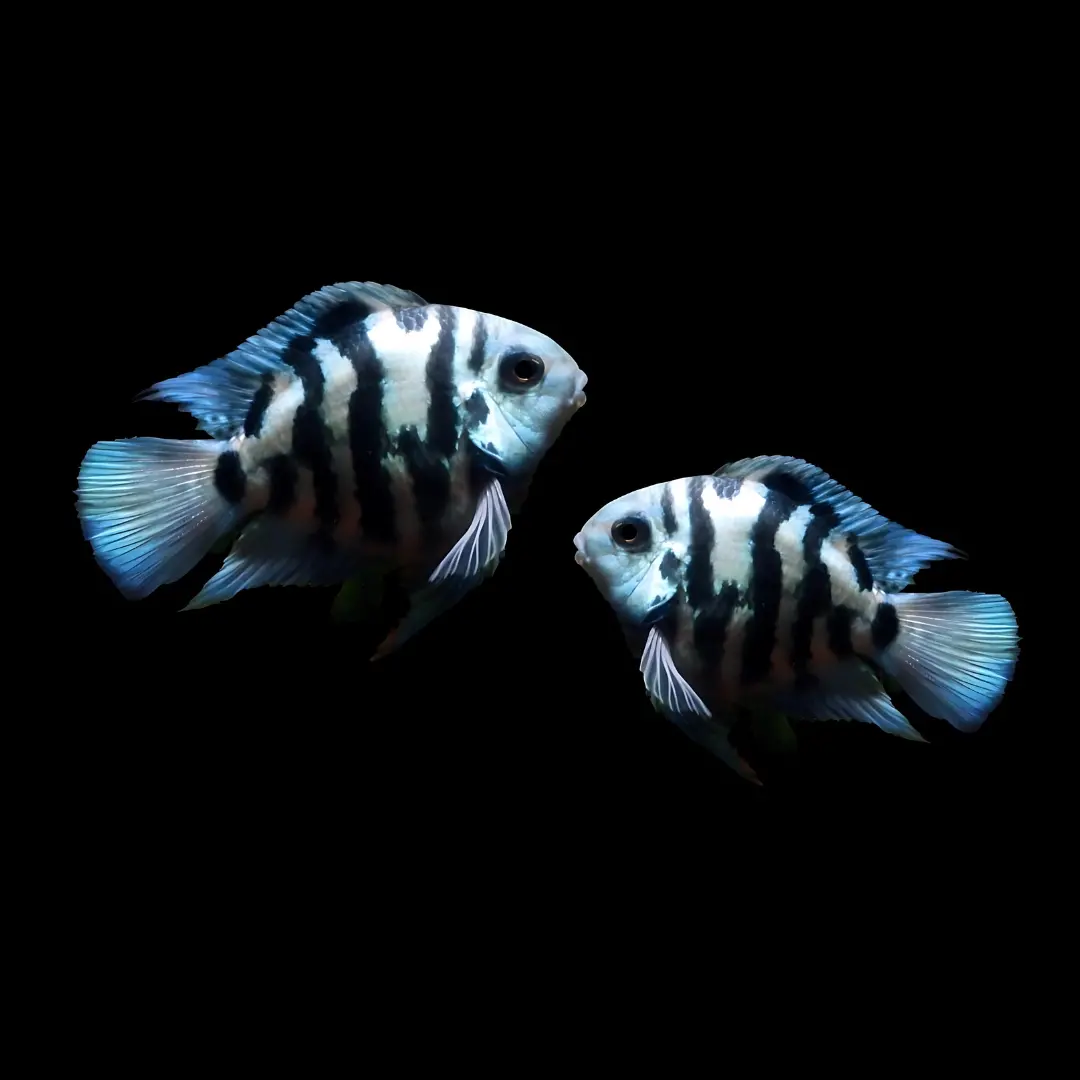 Live Fish Blue Polar Parrot - Semi Adult - Single 1