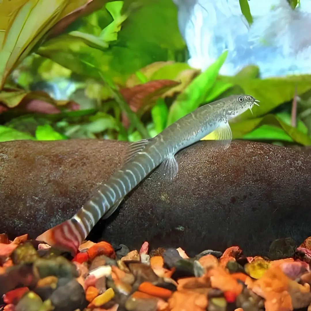 Live Fish Bottom Dweller Red Tail Tiger Loach | Single 2