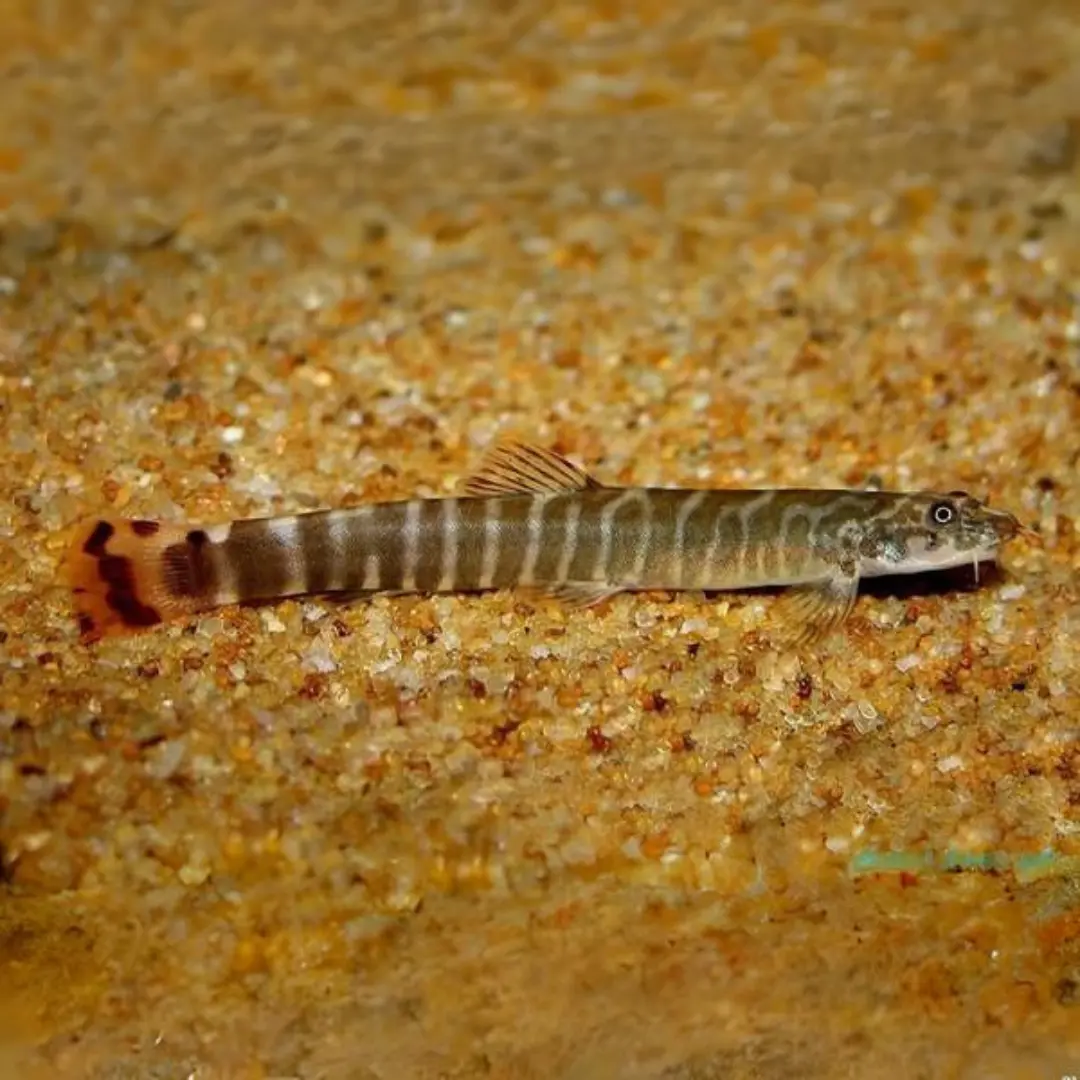 Live Fish Bottom Dweller Red Tail Tiger Loach | Single 1