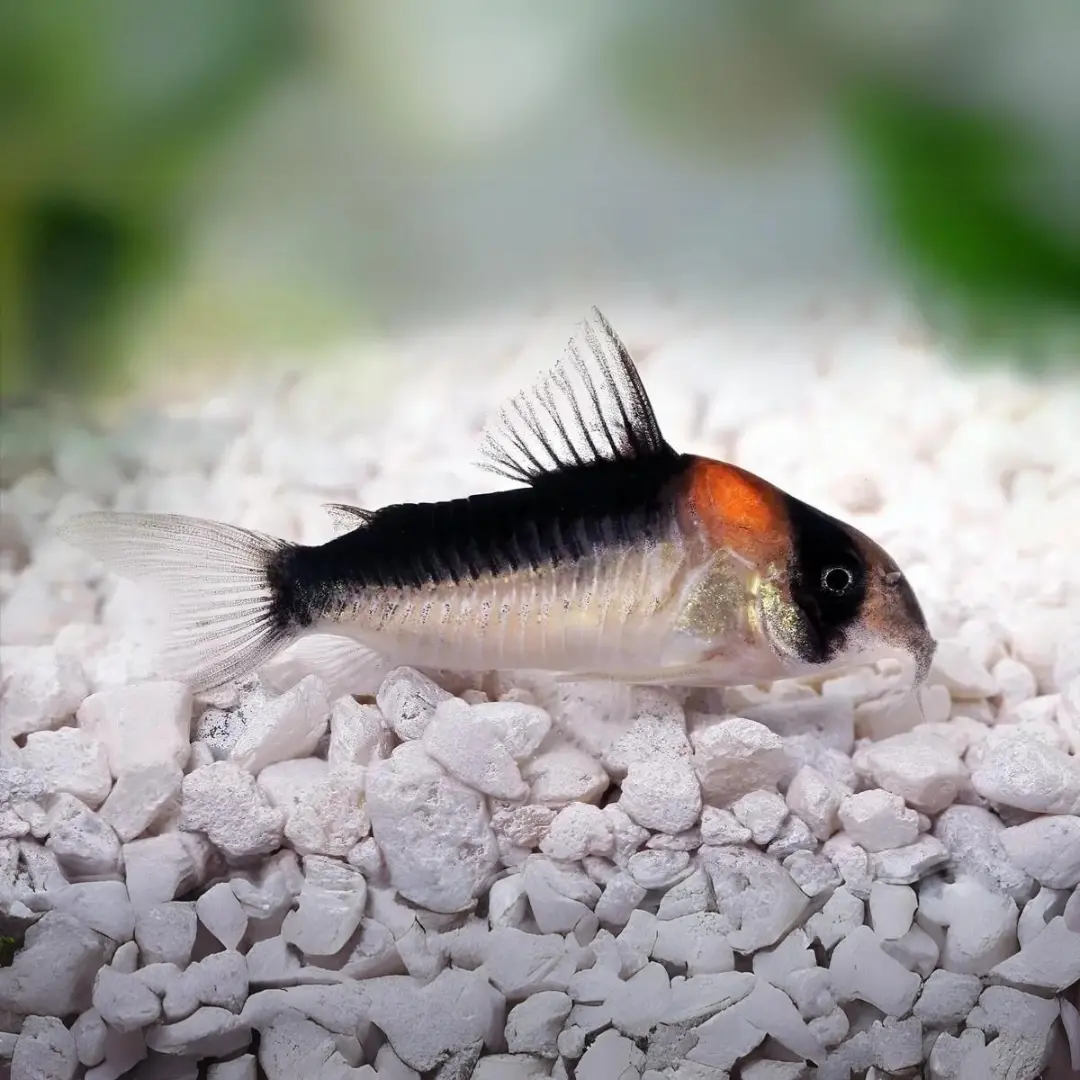 Live Fish Bottom Dwellers Adolfo's Cory | Single 1