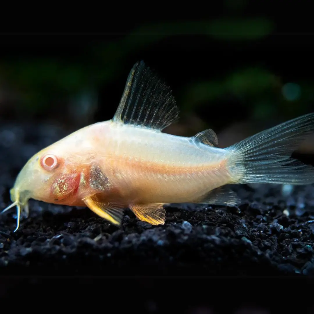 Live Fish Bottom Dwellers Albino Cory Adult | Single 1