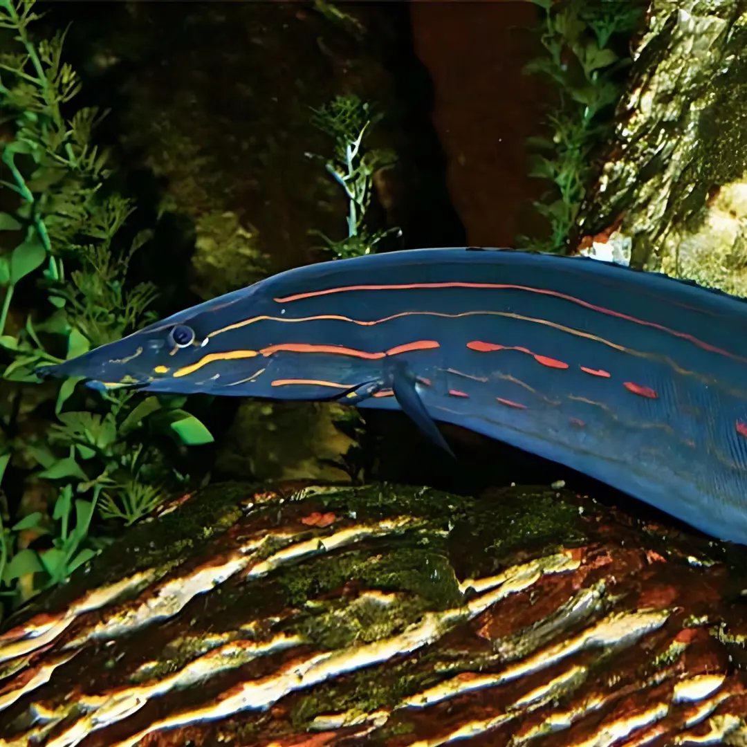 Live Fish Fire Red Eel (11-12Inches) | Single 2