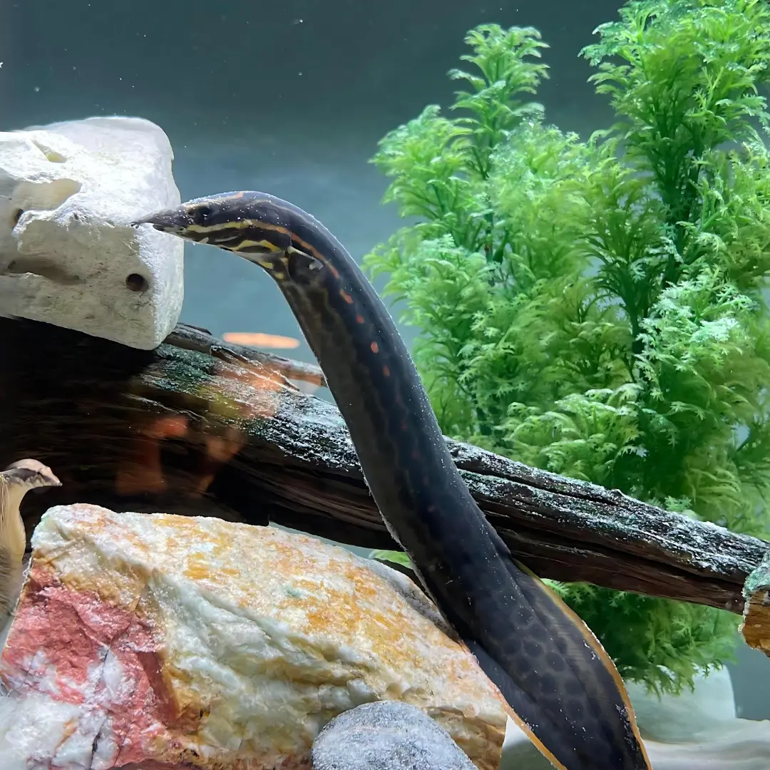 Live Fish Fire Red Eel (11-12Inches) | Single 1
