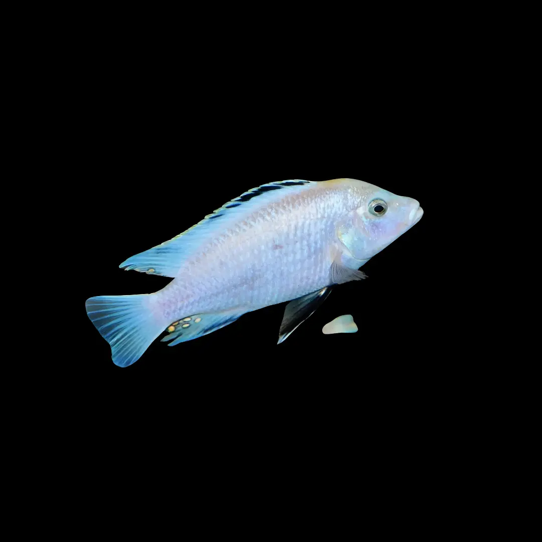 Live Fish Malawi Mbuna Cichlid Sp Albino (Size 1.5"To 1.75") | Single 1
