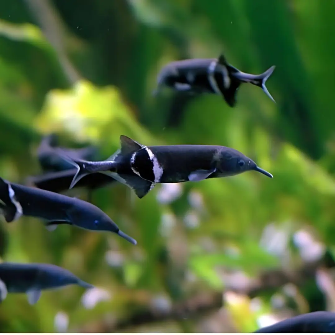 Live Fish Elephant Nose Fish (4-5 Inches) | Single 1
