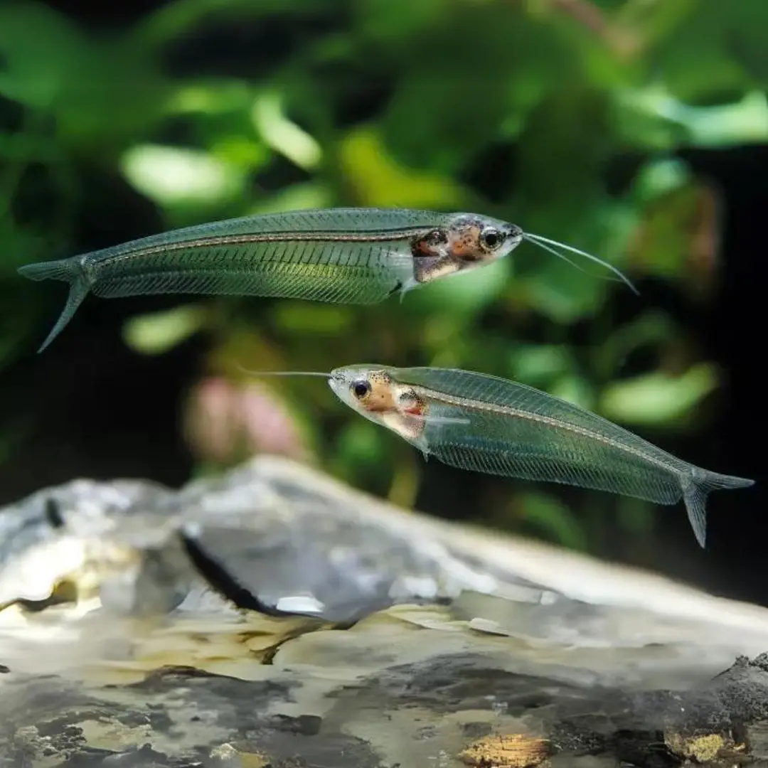Live Fish Thailand Glass Catfish | Planted Tank Fish | Single 1