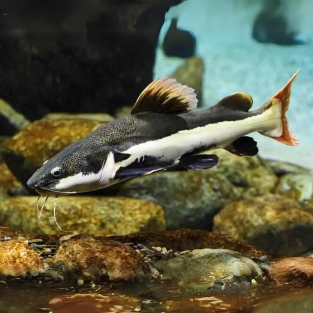 Live Fish Red Tail Cat (2-3 Inches) | Single 1