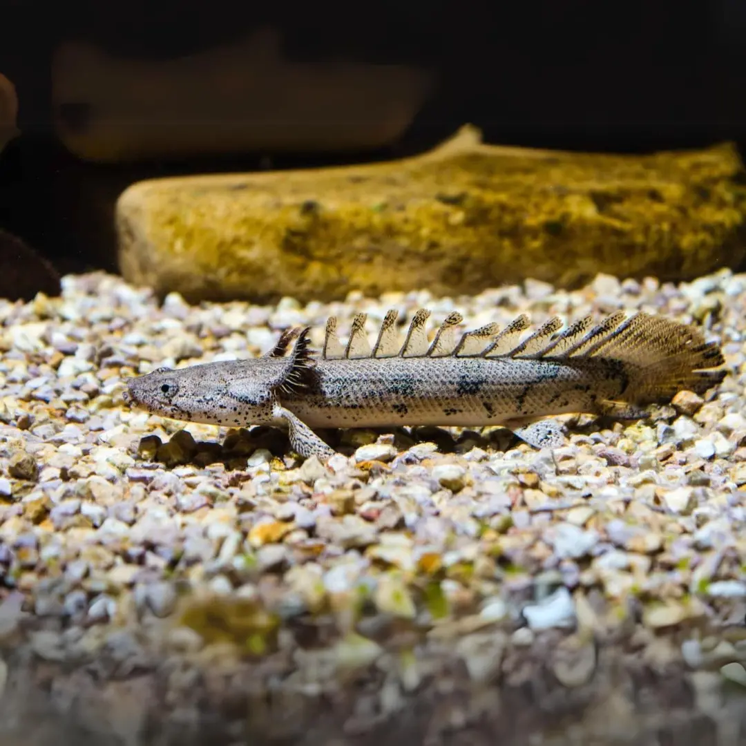 Live Fish Royal Delhezi Senegal (2-3 Inches) | Single 1