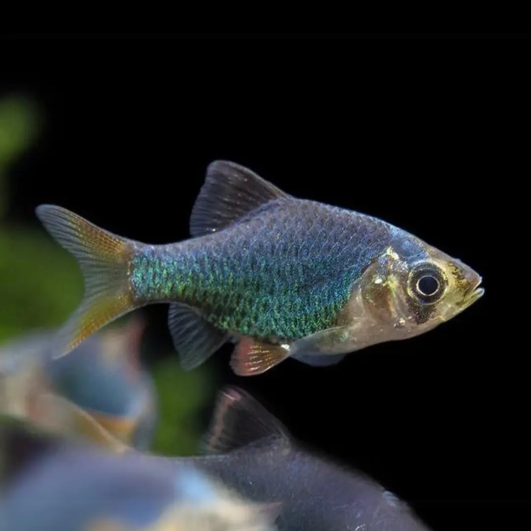 Live Fish Emerald Green Tiger Barb Fish | Single 1