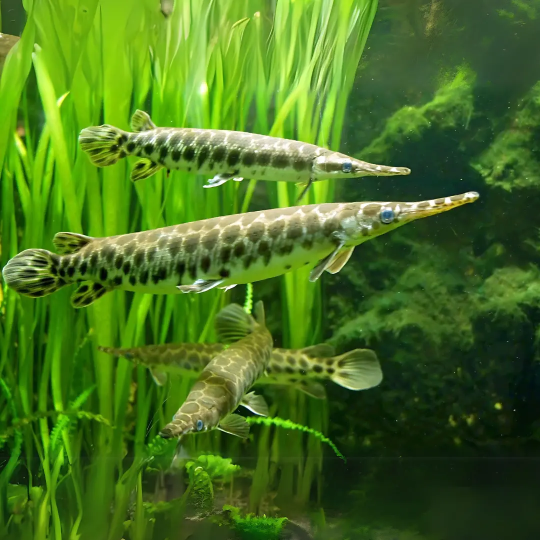 Live Fish Florida Gar (5-6 Inches) | Single 1