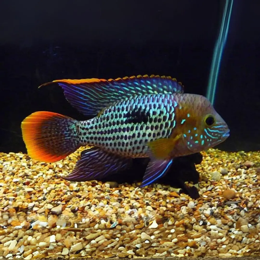 Live Fish Green Terror Cichlid | Single 1