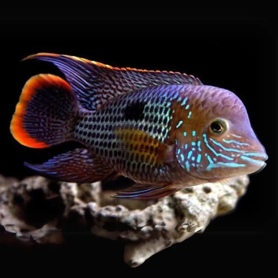 Live Fish Green Terror Cichlid | Single 2