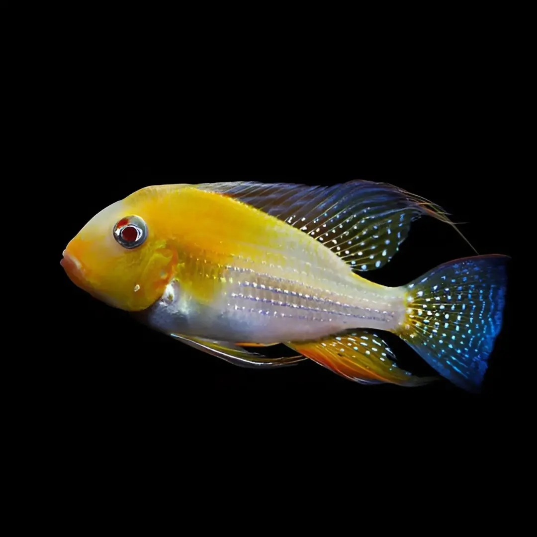 Live Fish Golden Albino Heckelii (8-9Cm) | Single 1