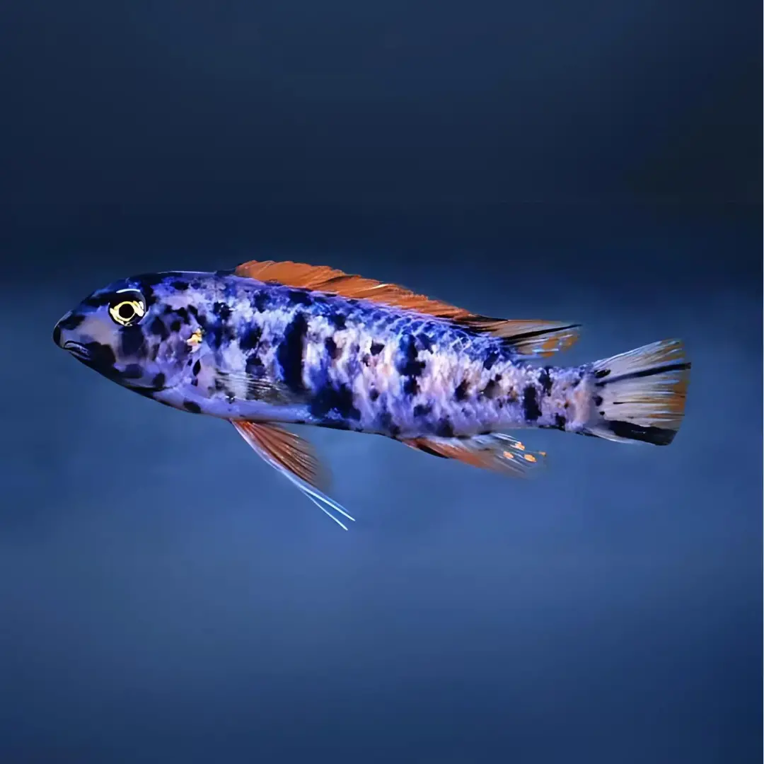 Live Fish Malawi Mbuna Cichlid Thumbi West Ob (Size 2 Inches) | Single 1
