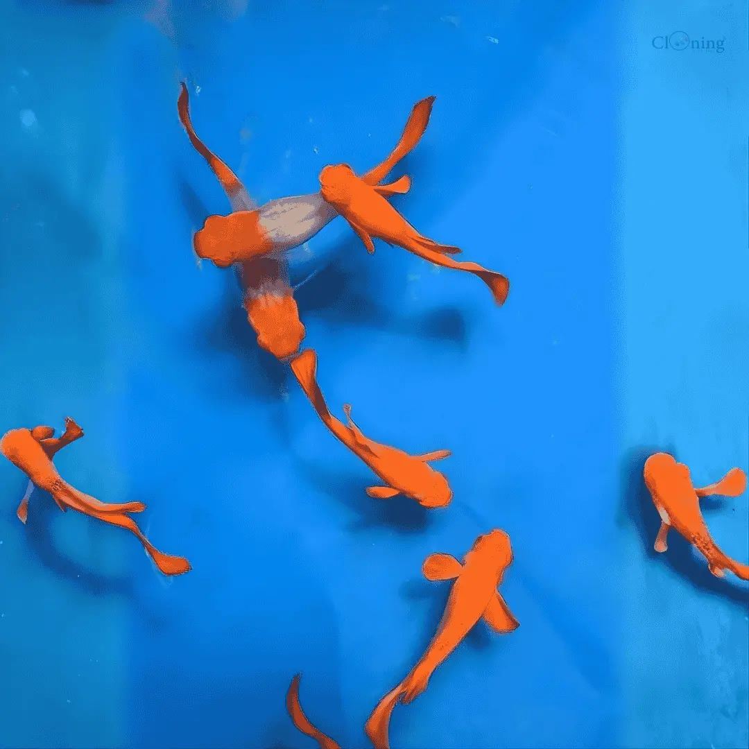 Live Fish Guppy Koi Red Ear 1