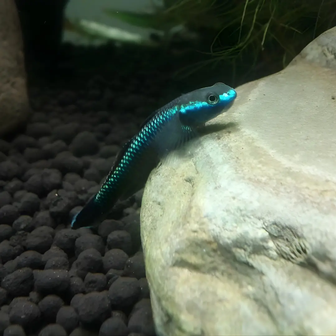 Live Fish Neon Blue Goby - Single 1