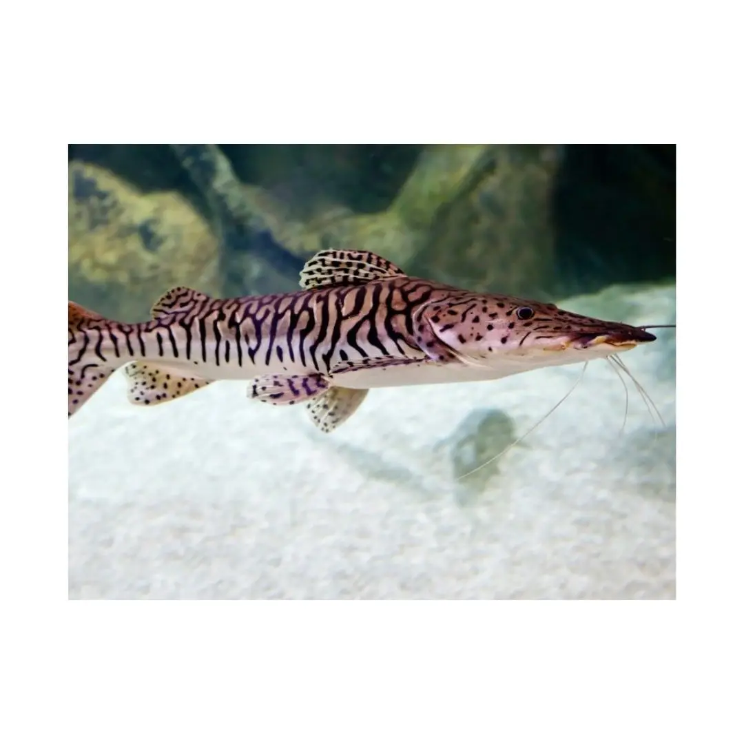 Live Fish Shovel Nose Cat (6-7 Inches) | Single 1