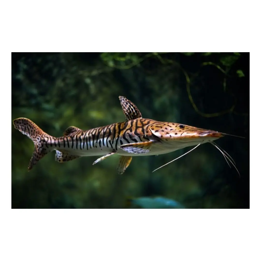 Live Fish Shovel Nose Cat (6-7 Inches) | Single 2