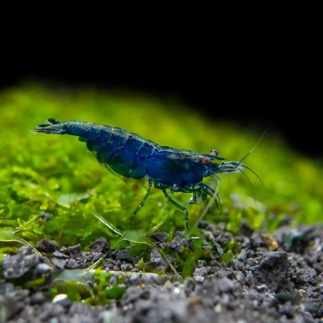 Live Fish Shrimp Blue Diamond | Single 1