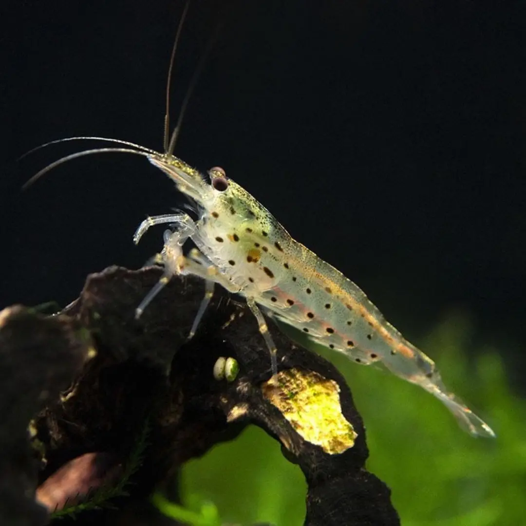 Live Fish Shrimp Amano Aka Yamato 2 - 3Cm - Single 1