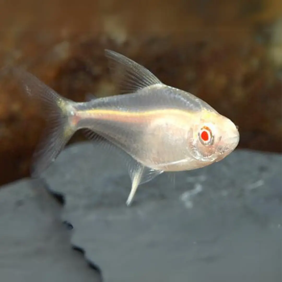 Live Fish Albino Pristella Tetra | Planted Tank Fish | Single 1