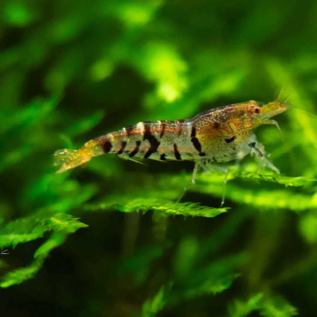 Live Fish Shrimp Tiger | Single 2