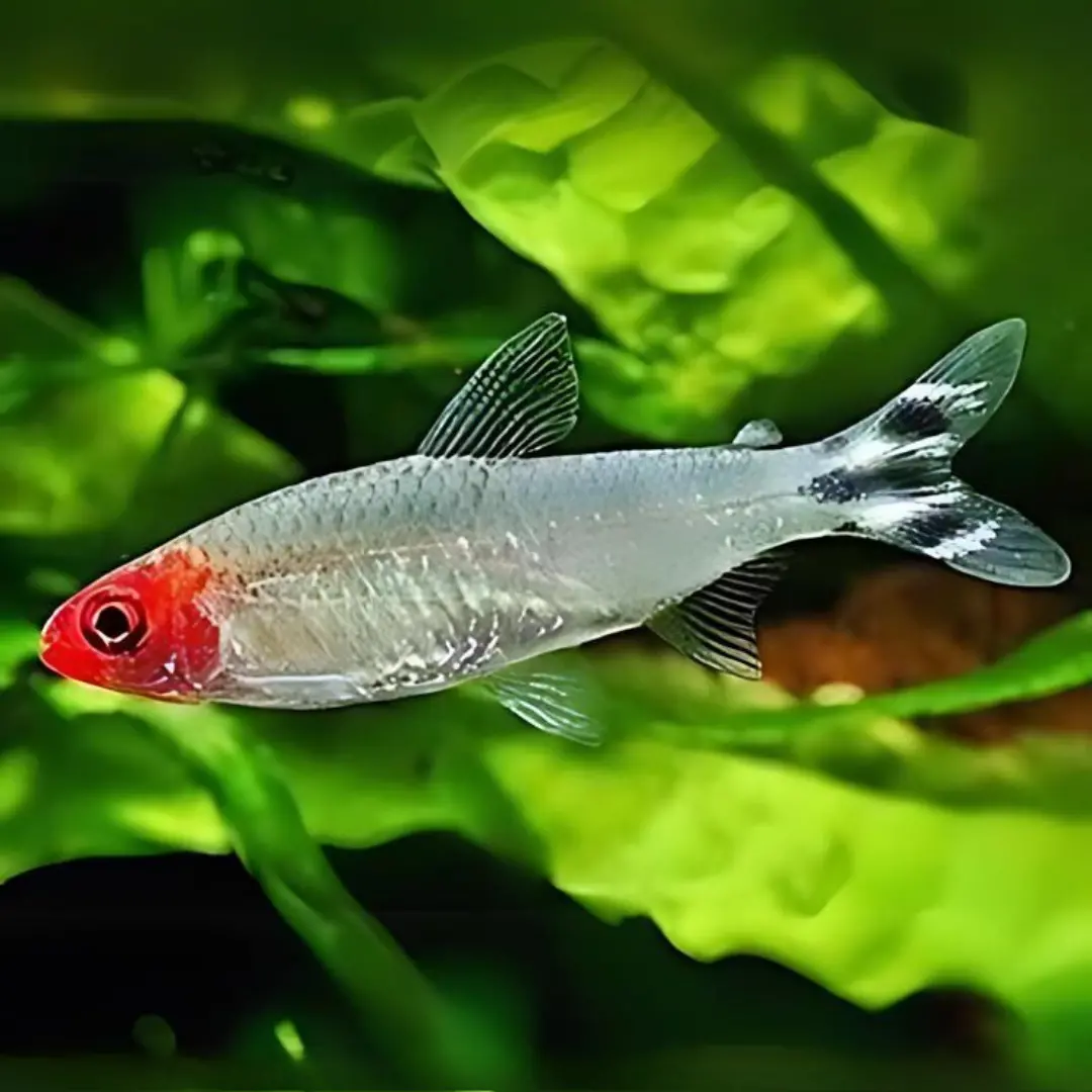 Live Fish Rummy Nose Tetra Planted Tank Fish - Single 1