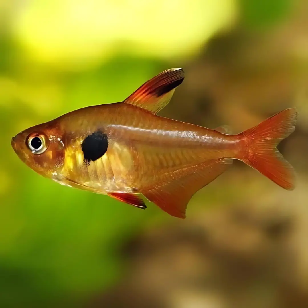 Live Fish Red Phantom Tetra | Single 1