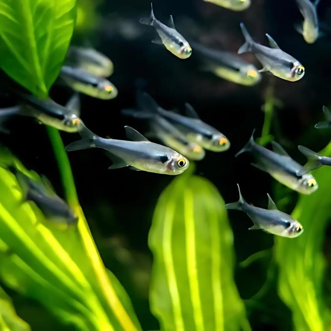 Live Fish Black Neon Tetra | Planted Tank Fish | Single 1