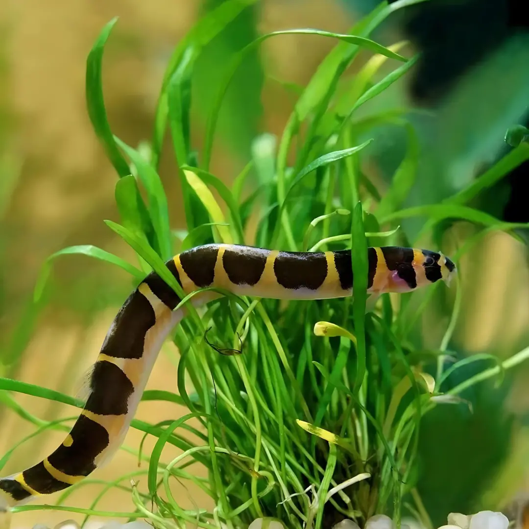 Live Fish Bottom Dweller Kuhli Loach | Single 1