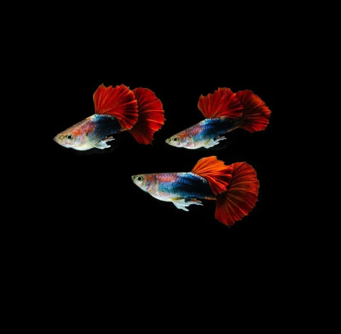 Live Fish Guppy Hb Red Rose 1