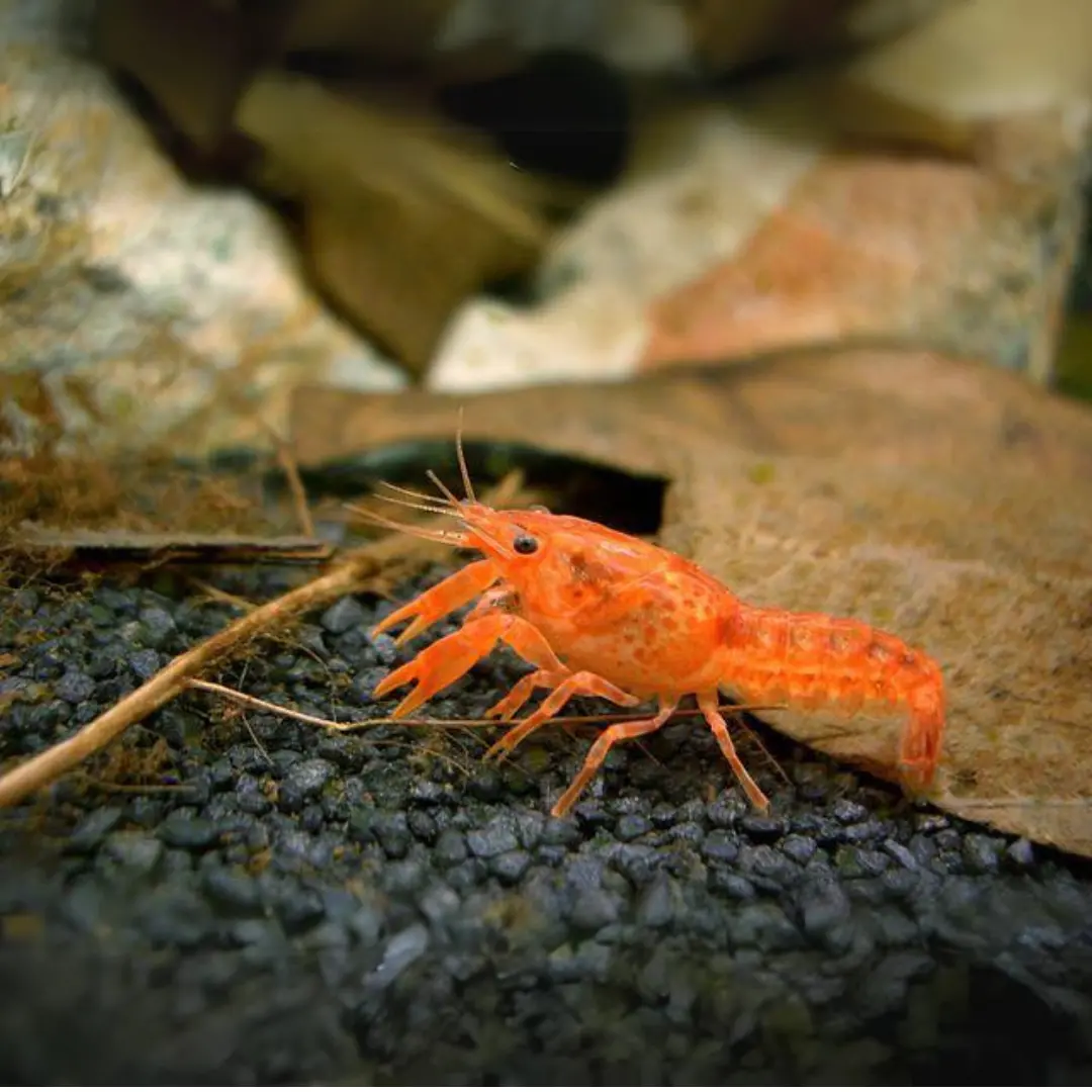 Live Fish Lobster Orange Crayfish (2-3 Cms) - Single 1