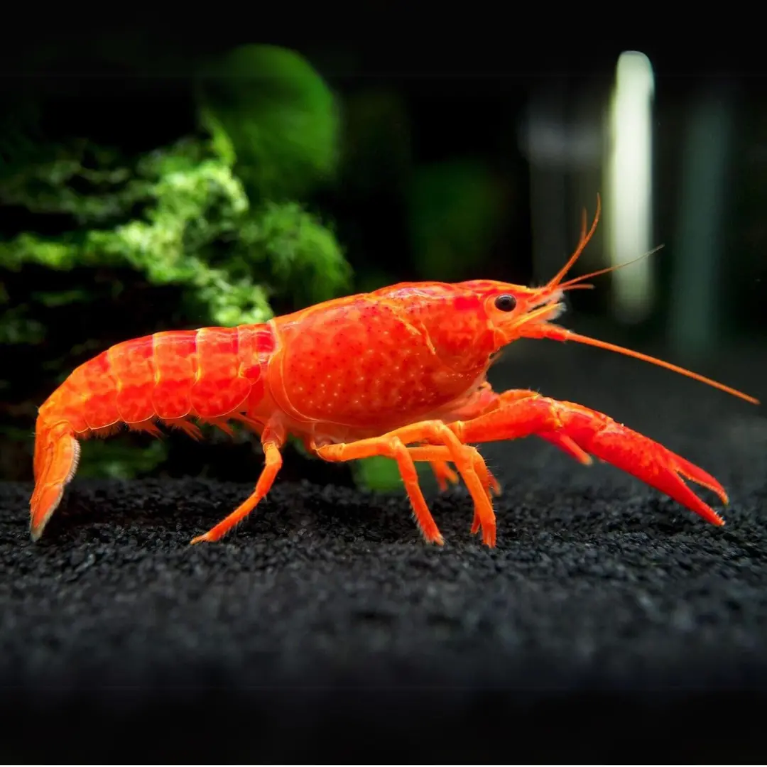 Live Fish Lobster Red Crayfish (5-6 Cms) | Single 1