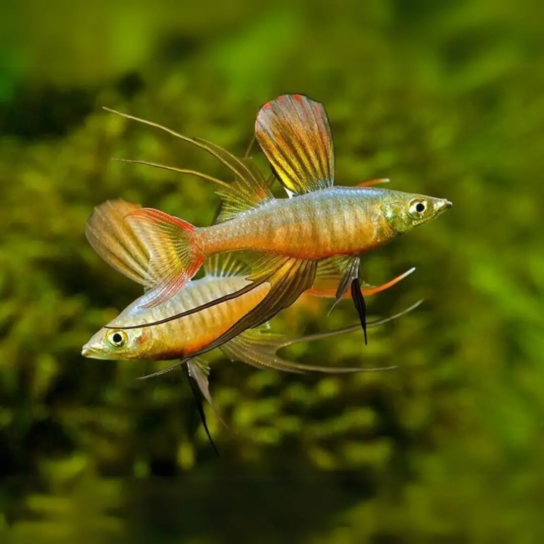 Live Fish Rainbow Thread Fin - Planted Tank Fish - Pair 1