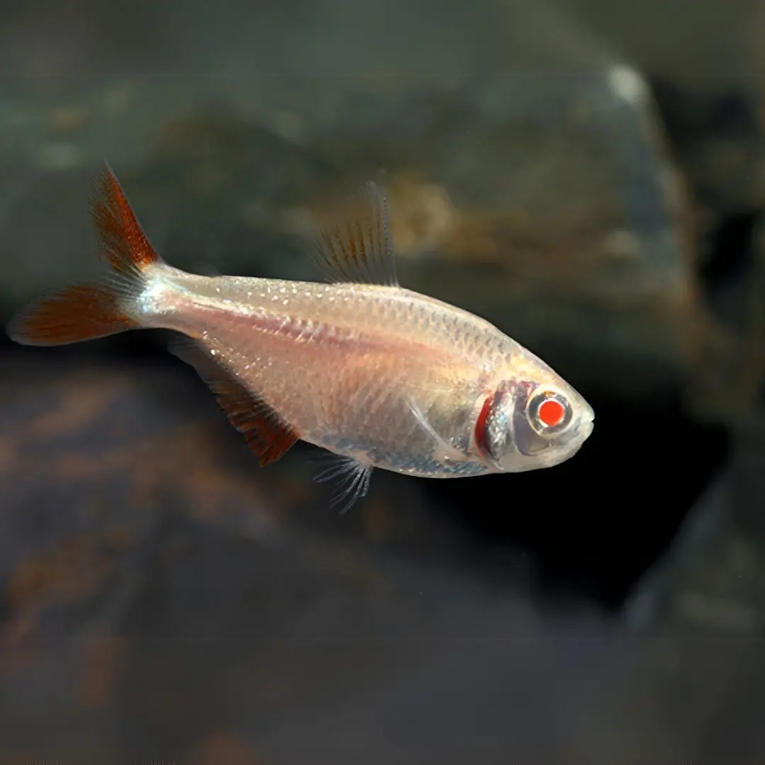Live Fish Albino Red Eye Buenos Tetra | Single 2