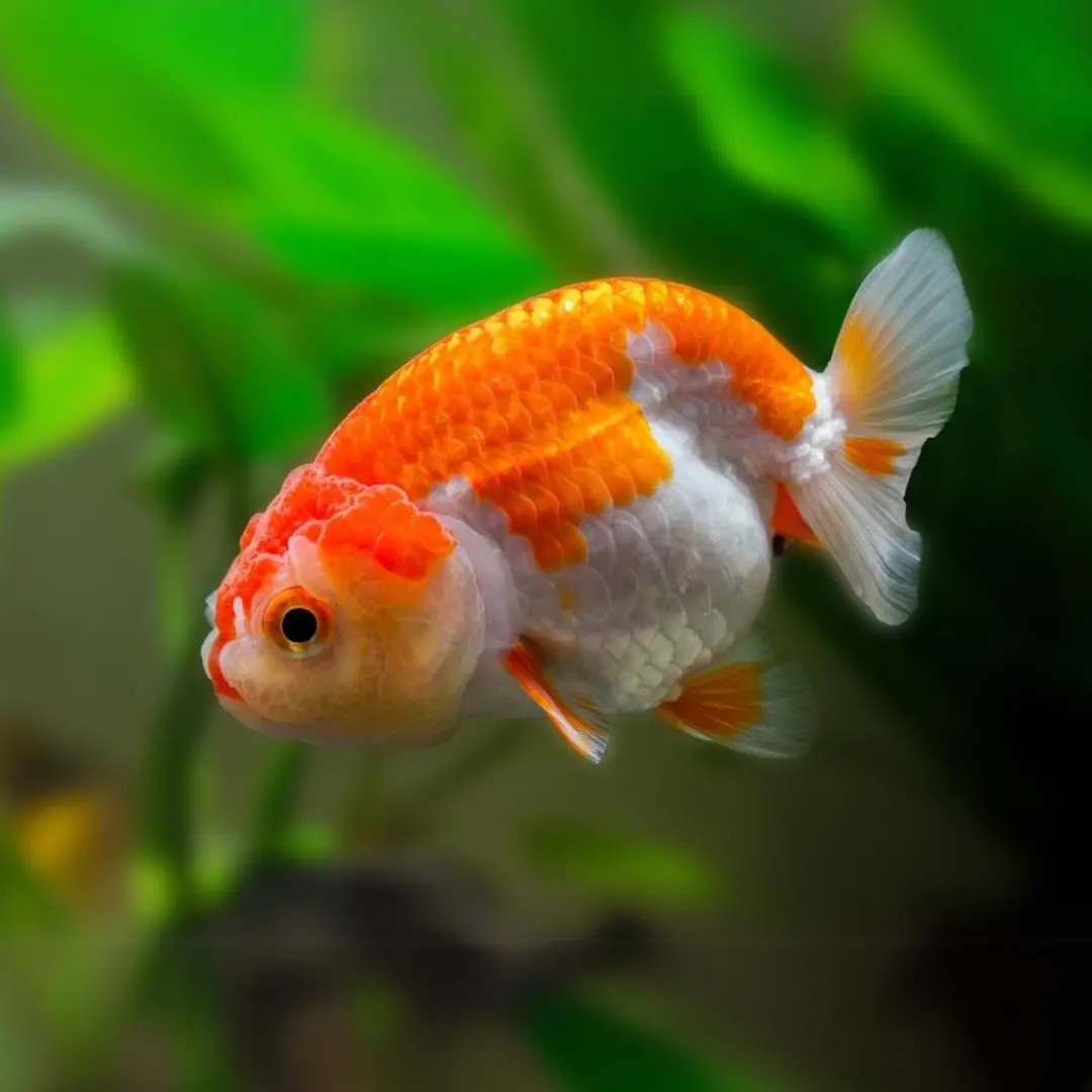 Live Fish Ranchu Gold Fish Medium Size | Single 1