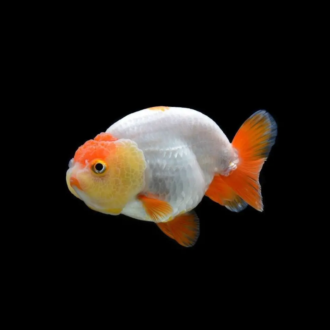 Live Fish Ranchu Gold Fish Medium Size | Single 2