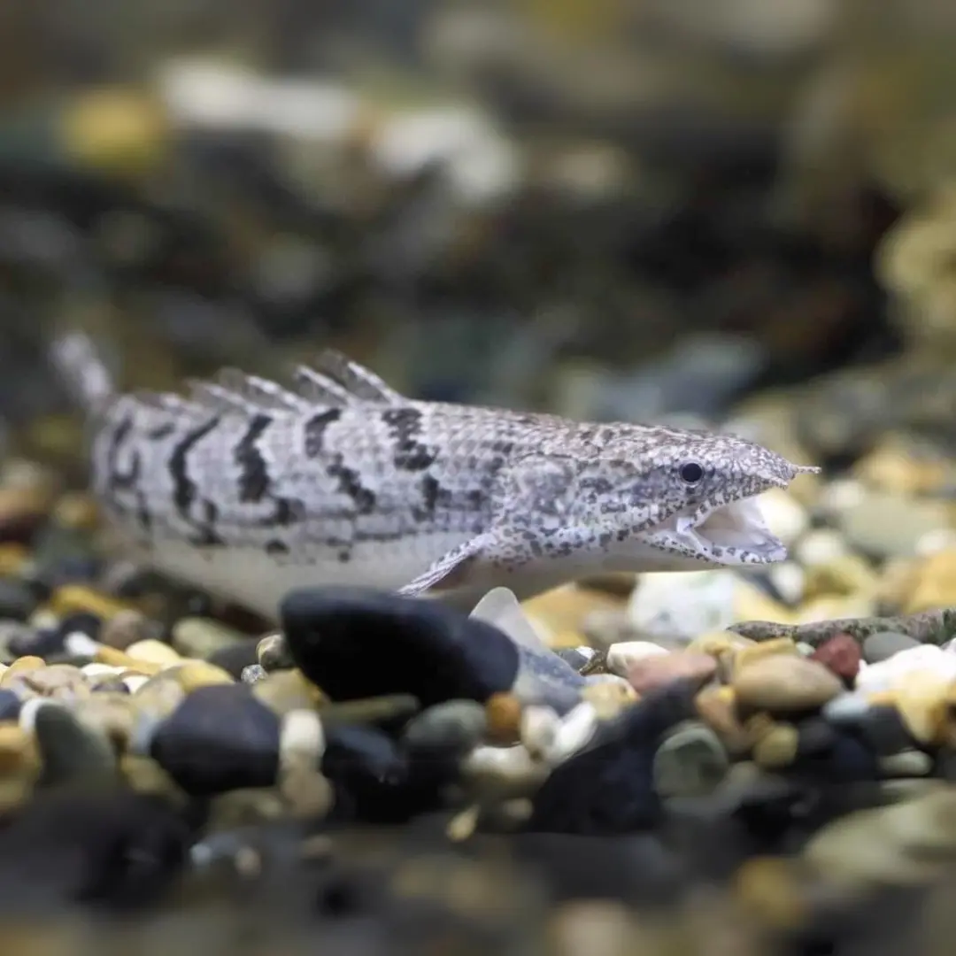 Live Fish Bichir Gray Senegal (2-3 Inches) | Single 1