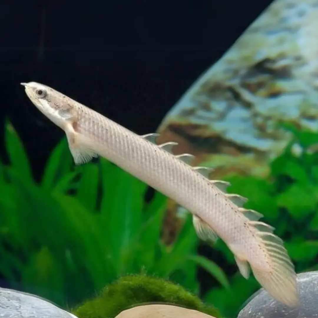 Live Fish Green Senegal Lung Fish (3-4 Inches) | Single 1
