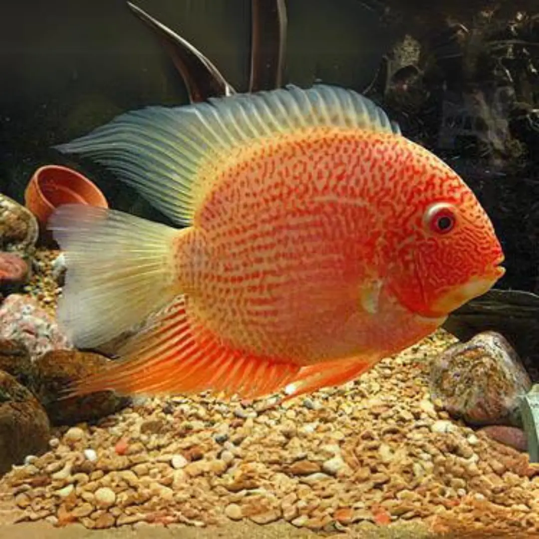 Live Fish Red Spotted Severum (1.5-2 Inches) | Single 1