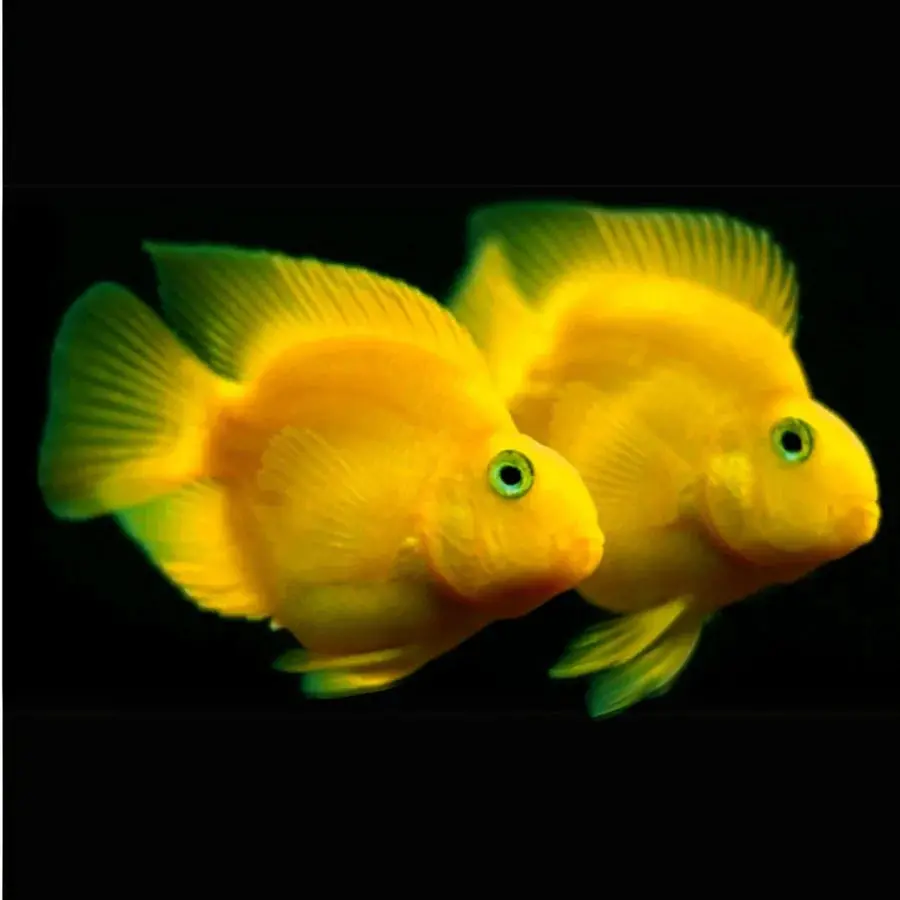 Live Fish Yellow Parrot (3 Inches) - Single 1