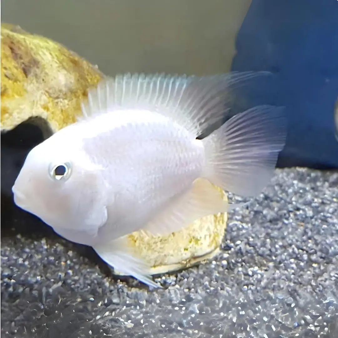 Live Fish White Polar Parrot | Semi Adult | Single 1